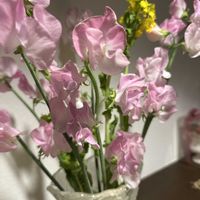 スイートピー,菜の花,黄色の花,春のお花,春到来！の画像