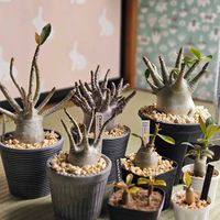 アデニウム,塊根植物,珍奇植物,冬越し,植物大好きの画像