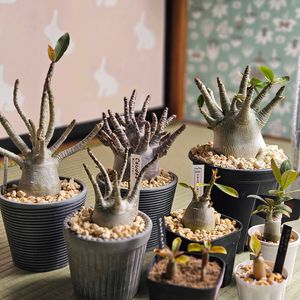 アデニウム,塊根植物,珍奇植物,冬越し,植物大好きの画像