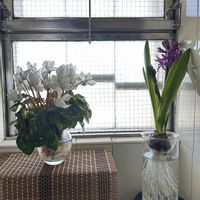 シクラメン,ヒヤシンス,ミント,ローズマリー,柚子の画像