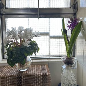 シクラメン,ヒヤシンス,ミント,ローズマリー,柚子の画像