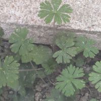 ゲラニウムの画像