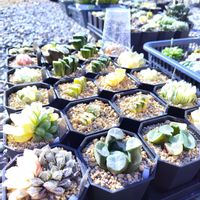 ハオルチア,アガベ,ハオルチア オブツーサ,多肉植物,ハオルチア属の画像