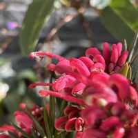 オキザリス,クリスマスローズ,グレビレア,ハーデンベルギア,葉牡丹の画像