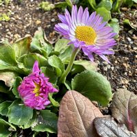 デージー,ガーデニング,花のある暮らし,小さな庭の画像