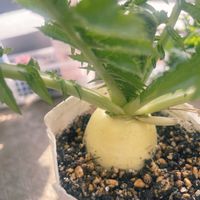 花のある暮らし,おうち園芸,家庭菜園,ベランダの画像