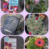 フクシア,オステオスペルマム アキラ,可愛い〜♡,花のある暮らし,花が好き❤の画像