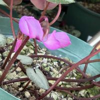 アンズ,クリスマスローズ,クリスマスローズ,原種シクラメン,福寿草の画像