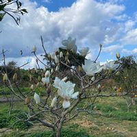 ハクモクレンの画像