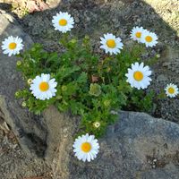 ノースポールの画像