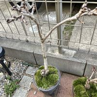 一才桜,梅  思いのまま,一才藤,盆栽の画像