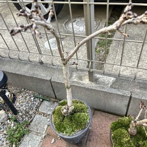 一才桜,梅  思いのまま,一才藤,盆栽の画像