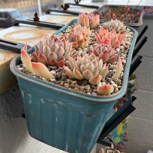 エケベリア,多肉植物,植え替え,cocotto77_メキポルラパス逆交配丼2026,ベランダの画像