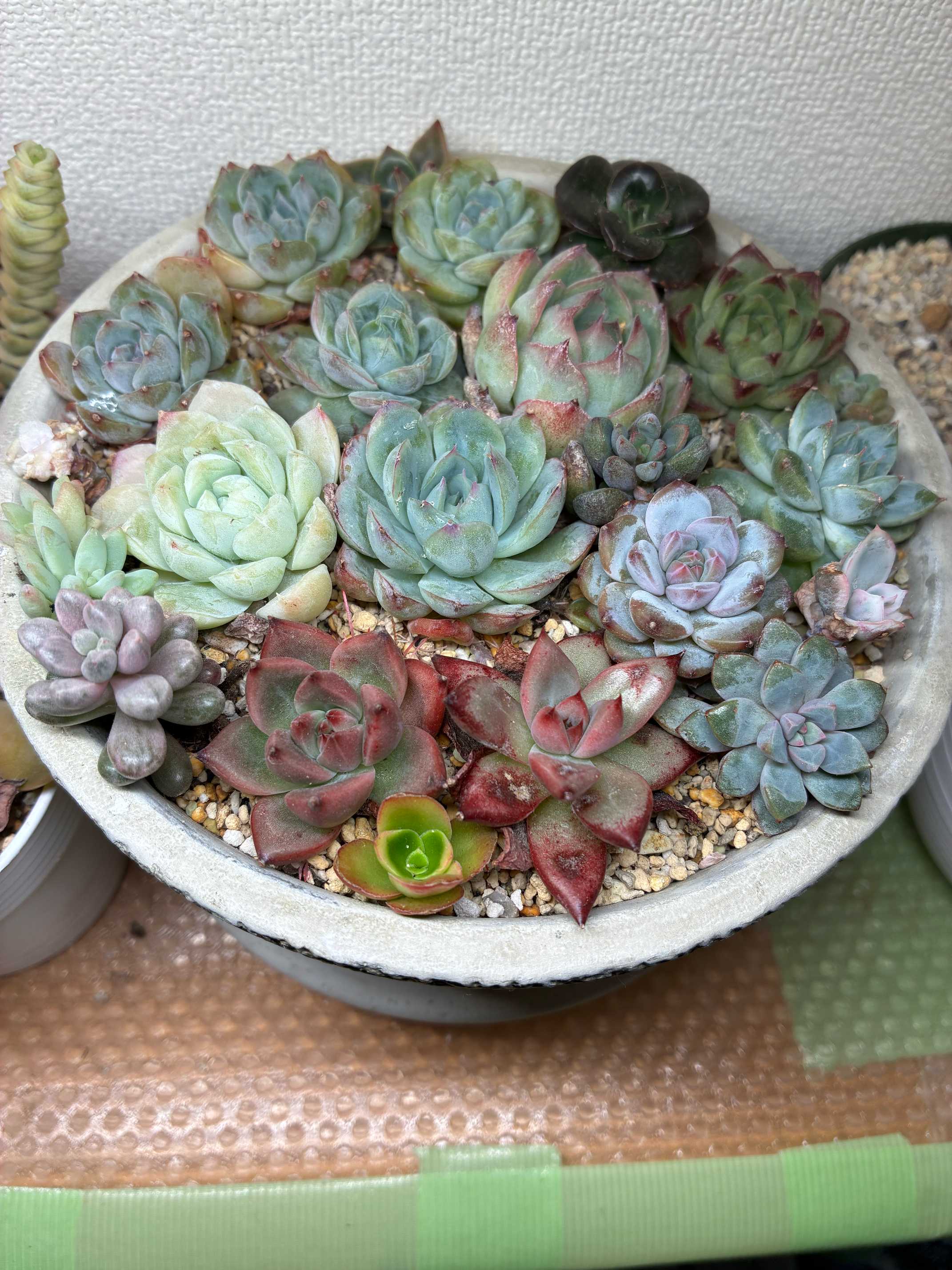 多肉の寄せ植え｜🍀GreenSnap（グリーンスナップ）