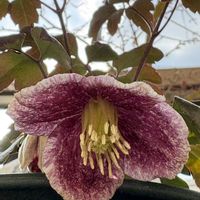 クレマチス,クレマチス日枝,冬咲き クレマチス,暖かい日,目指せ！ローメンテナンスの庭の画像