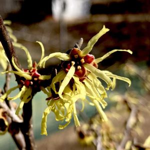 マンサク,植栽,今日のお花,マンサク科,船岡城址公園の画像