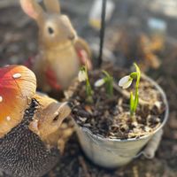 スノードロップ,デージー,ローダンセマムの画像