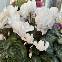 アリッサム,ミニバラ,ガーデンシクラメン,プリムラジュリアン,プリムラジュリアンばら咲きの画像