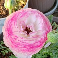 ラナンキュラス,ヘリクリサム,玄関アプローチの画像