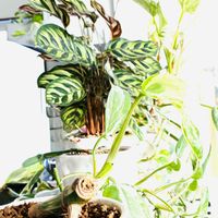 ワスレナグサ,ポトス・エンジョイ,カラテア マコヤナ,フリル咲きパンジー,フィロデンドロン・バーキンの画像