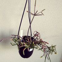 リプサリス,リプサリス　フロストシュガー,多肉植物,記録,初めて育てるの画像