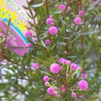 ボロニア,ボロニア・ピナータ,ピンク❤︎ピンクの画像