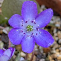 雪割草,チーム愛知,Juneの会,2020年6月同期No.013の画像