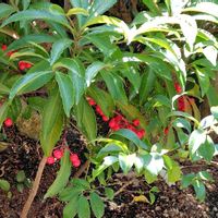 マンリョウ,ヤブコウジ,万両（まんりょう）の画像