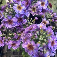 プリムラ マラコイデス,青い花マニア,美しく青きドヨウ,チーム・ブルー,チーム岐阜の画像