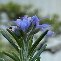 ローズマリー,ハーブのある暮らし,過去pic,ピンク色のお花,紫色のお花の画像