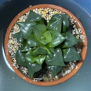 ハオルチア,ハオルチア 阿寒湖,多肉植物,ハオルチア属,多肉大好きの画像