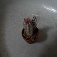 白樺キリン,ユーフォルビア,ホームセンターの画像