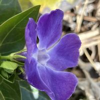 ツルニチニチソウ,ラナンキュラスの蕾,雪割草(ミスミソウ)の画像