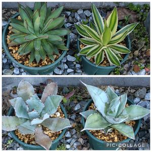 アガベ,アガベ・五色万代,不夜城錦,アガベ チタノタ ホワイトアイス,アガベ ·バーントバーガンディの画像