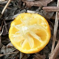 柚子,タイワンリス,ユズ,害獣の画像