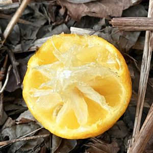 柚子,タイワンリス,ユズ,害獣の画像