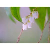 アセビ,広い庭の画像