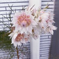 セルリア,セルリア ブラッシングブライド,セルリア ブラッシングブライド,セルリア プリティーピンク,花のある暮らしの画像