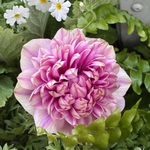 アネモネ,温室,ピンクのお花,春の訪れ,須磨離宮公園の画像