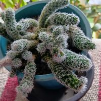 シャコバサボテン,シャコバサボテン,ギンテマリ,可愛い多肉ちゃん❤︎,素敵ですね〜❣️の画像