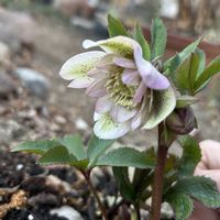 クリスマスローズ,可愛い,シェードガーデン,放置栽培,小さな庭の画像