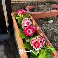 ガーベラ,ガーベラ,ガーベラ,サイネリア,サイネリアの画像