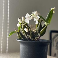 デンドロビウム,デンドロビウム アベランス,Den.aberranse,洋ラン,着生ランの画像