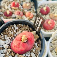 コノフィツム マウガニー,多肉植物,コノフィツム属,ベランダの画像