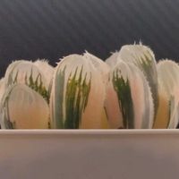 ハオルチア,多肉植物,ハオルチア属,多肉大好き,植物育成ライトの画像