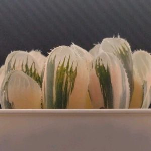 ハオルチア,多肉植物,ハオルチア属,多肉大好き,植物育成ライトの画像