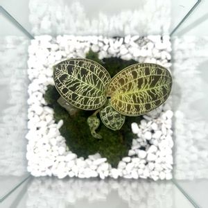 マコデス・ペトラ,マコデス ジュエルオーキッド,テラリウム,ジュエルオーキッド,初テラリウムの画像