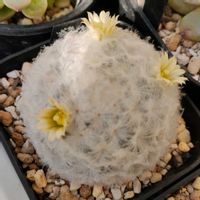 白星,マミラニア属 白星,多肉植物,サボテンの花,マミラニア属の画像