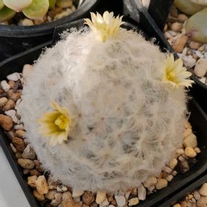 白星,マミラニア属 白星,多肉植物,サボテンの花,マミラニア属の画像