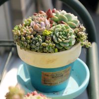 多肉植物いろいろ,多肉植物,多肉寄せ植え,リメ鉢,北海道タニラーの画像